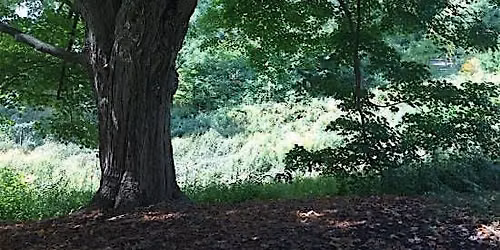 Refresh Your Outlook with FOREST BATHING
