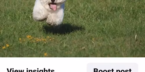 GALVESTON COUNTY KENNEL CLUB ALL BREED FASTCAT