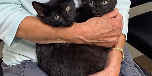 Low Cost Veterinary Wellness Clinic