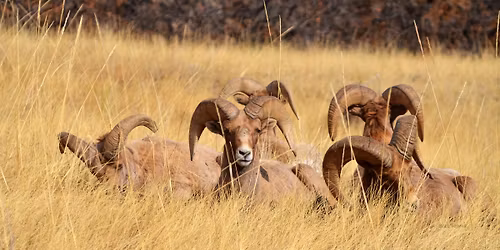 Rocky Mountain Bighorn Sheep