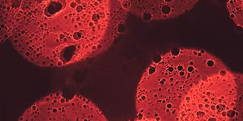 Science Myths and Misconceptions: The Truth Behind What We Thought We Knew