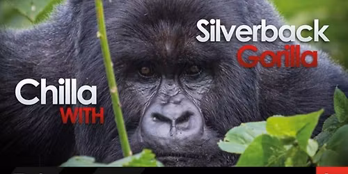 Chilla with Silverback Gorilla | Journey Across Rwanda + Uganda