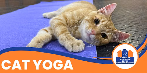 Cat Yoga