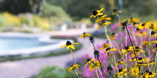 Transform Your Garden with Native Plants