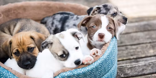 PDC Adoptable PUPPY Playtime (Age 12-Up ONLY)