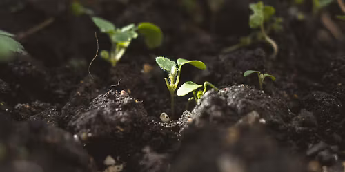 Storytelling for World Soil Day