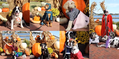 SEVA GRREAT will be at "Paws at the River" Market