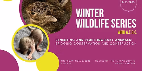 November Winter Wildlife Class With A.E.R.O.: Renesting and Reuniting Baby Animals