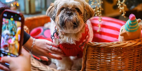 SHIH TZU CAFE CHRISTMAS - CARDIFF