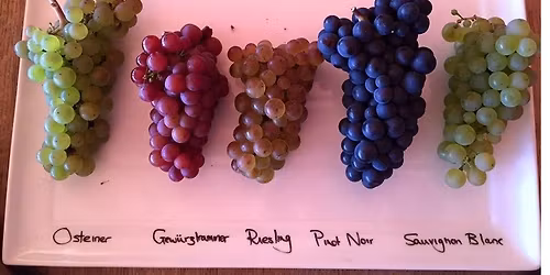 \u30b1\u30cb\u30fc\u306e\u308f\u304c\u307e\u307e\u30ef\u30a4\u30f3\u4f1a