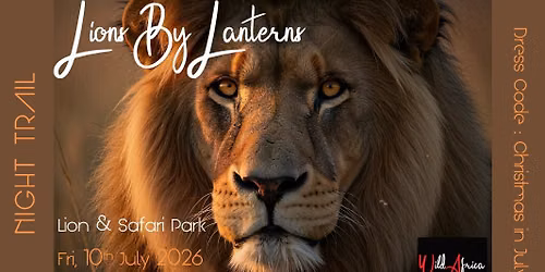 Lions By Lanterns