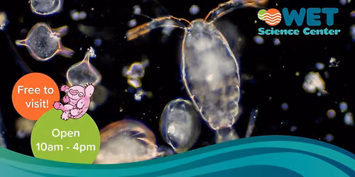 Puget Sound Under a Microscope