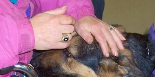 Therapy Dog Academy Class (Essex Junction)