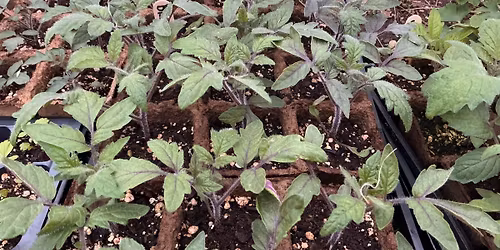 Peace Church Plant Sale
