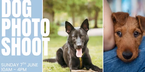 Dog Photoshoot Event