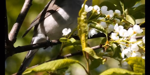 Fuglesangtur med Svein Dale