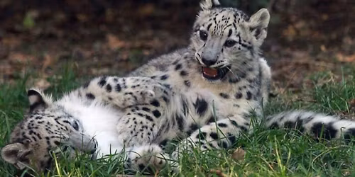 Mother's Day Brunch at Zoo Boise