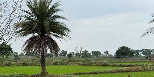 Cg . plot .adiwasi jamin sab prakar ki jamin uplabdh hai