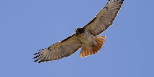 Path of the Hawk: Introduction to the Shaman's Path