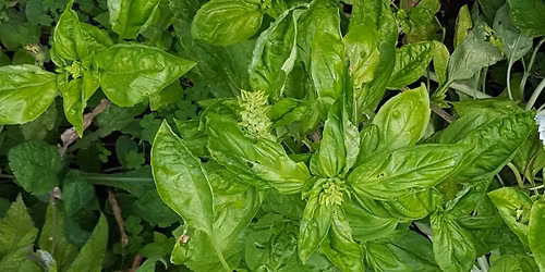 Open House & Plant Sale, Sat May 30
