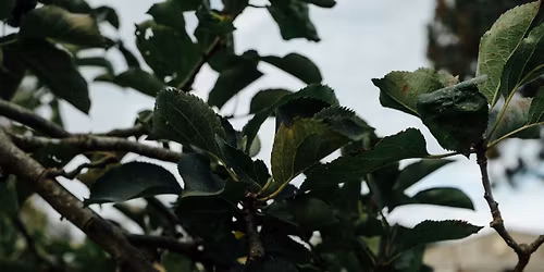 Apple Grafting with Oliver Dowding