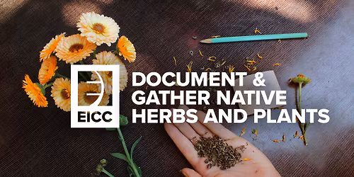 Document and Gather Native Herbs and Plants