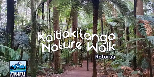 Kaitiakitanga Nature Walk: Mokopuna Track, Whakarewarewa Forest
