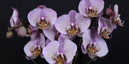 Orchids: Gifting and Gifted