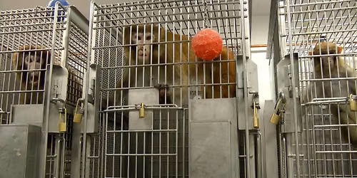 Spokane: Urge the Board of Health to Track Contagious Diseases in Monkeys!