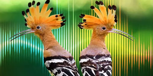 National Geographic Live - Saving Nature's Symphony at Benaroya Hall - Taper Auditorium