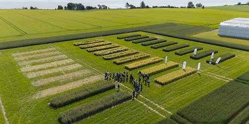 Sommermarkvandring hos Nordic Seed
