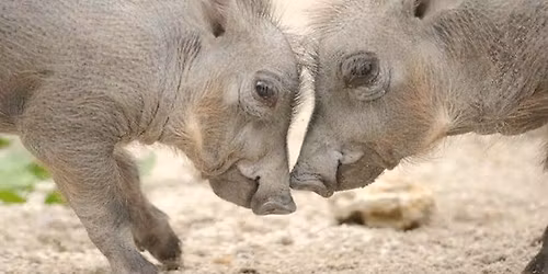 The improv JAM-BER-REE at SteelStacks