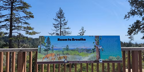 HENRY COWELL REDWOODS STATE HIKE \ud83e\udd7e ( Santa Cruz )