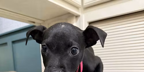 Bake Sale Fundraiser