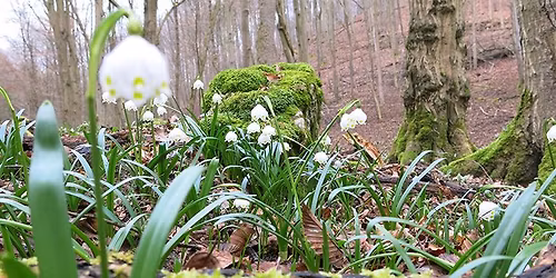 Märzenbecherwanderung 10 km