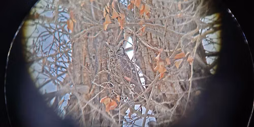 Birding 101 - Walking Tours