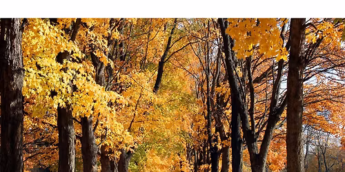 Fierce & Fearless-Ninja Instincts