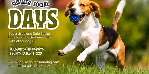 Summer Social Days at San Diego Pet Boarding