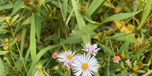 Summer Phenology Hike at Lydick Bog
