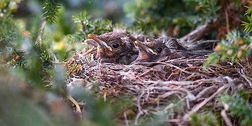 Crafternoon: Bird Nest Starters