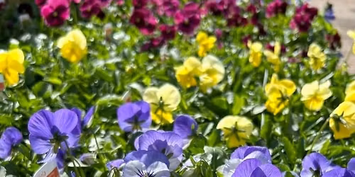 Northdale Hanging Basket Making Workshops (10th May 2026)