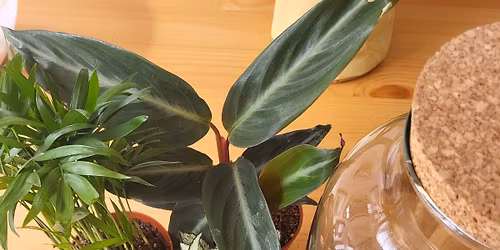 Tropical Terrarium Workshop at Birmingham Botanical Gardens