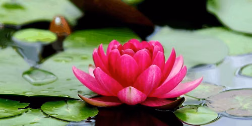 Ashram Retreat Day