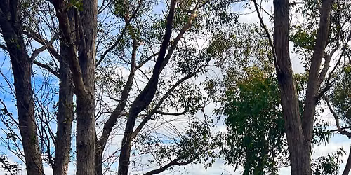 Diversity ACT x Conservation Council ACT: Bluetts Block Nature Walk