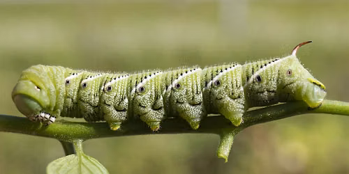 07-18-2026 Managing Yard Pests Responsibly: Integrated Pest Management-IPM