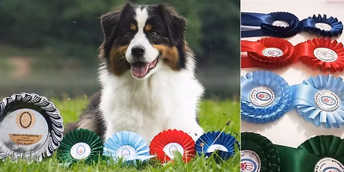 Postupov\u00e9 zkou\u0161ky dogdancingu \ud83c\udfb6\ud83d\udc83