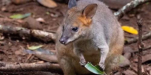 Winter Pademelon Survey