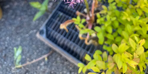 Pollinator Festival 2026