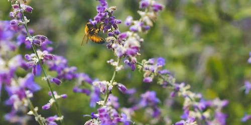 Understand Biodiversity in 3 hours