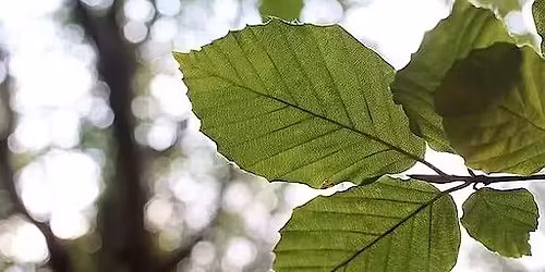 Arboretum Kirchberg - H\u00eatres et ch\u00eanes